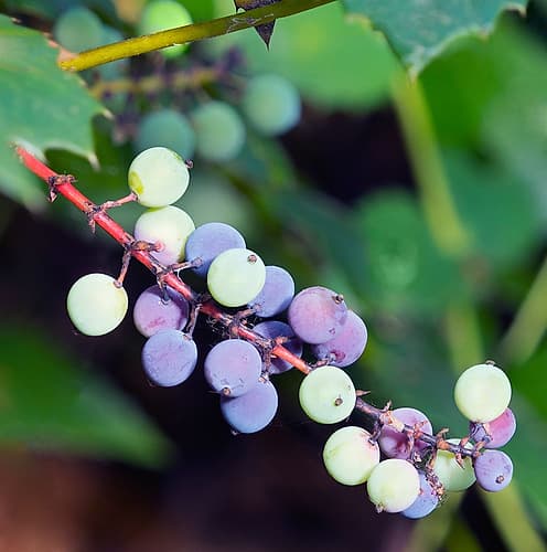 Washington State, Tiger Mountain. Oregon grape evergreen shrub with ripe round blue berries Art Print